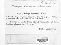 Microbotryum intermedium image
